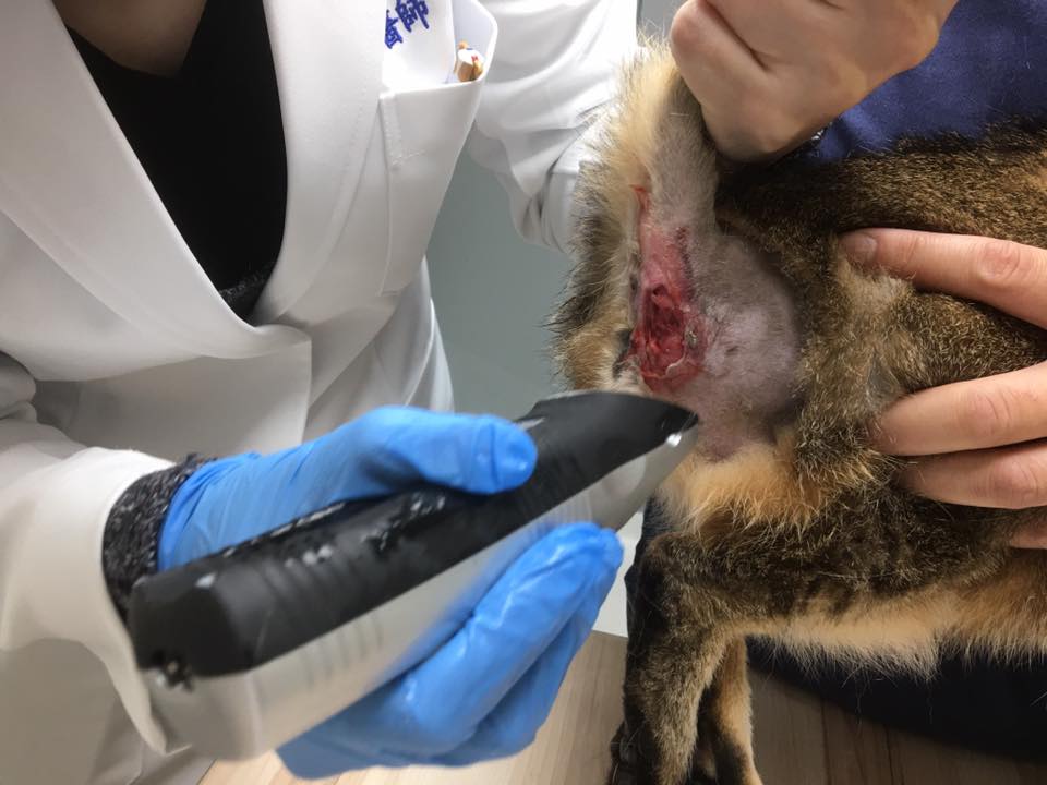 猫肛门腺挤出白色膏状图片